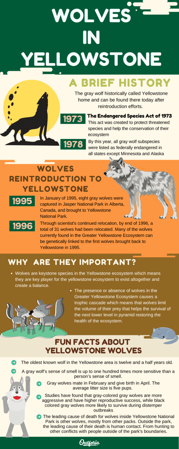 Atlas National Park Ecosystem: The Ecological Void Before Wolf Reintroduction
