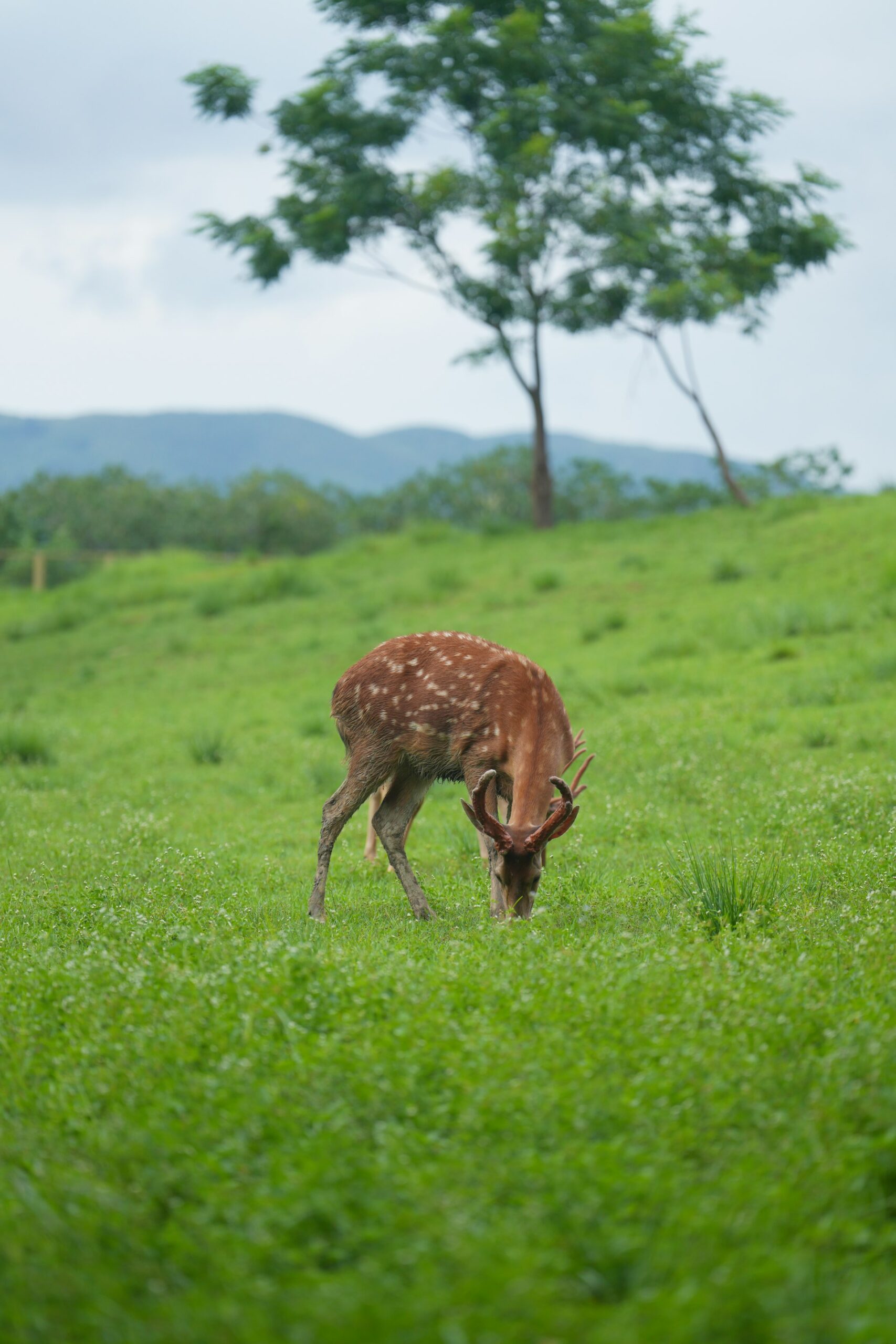 Harnessing Environmental DNA Monitoring for Effective Species Protection