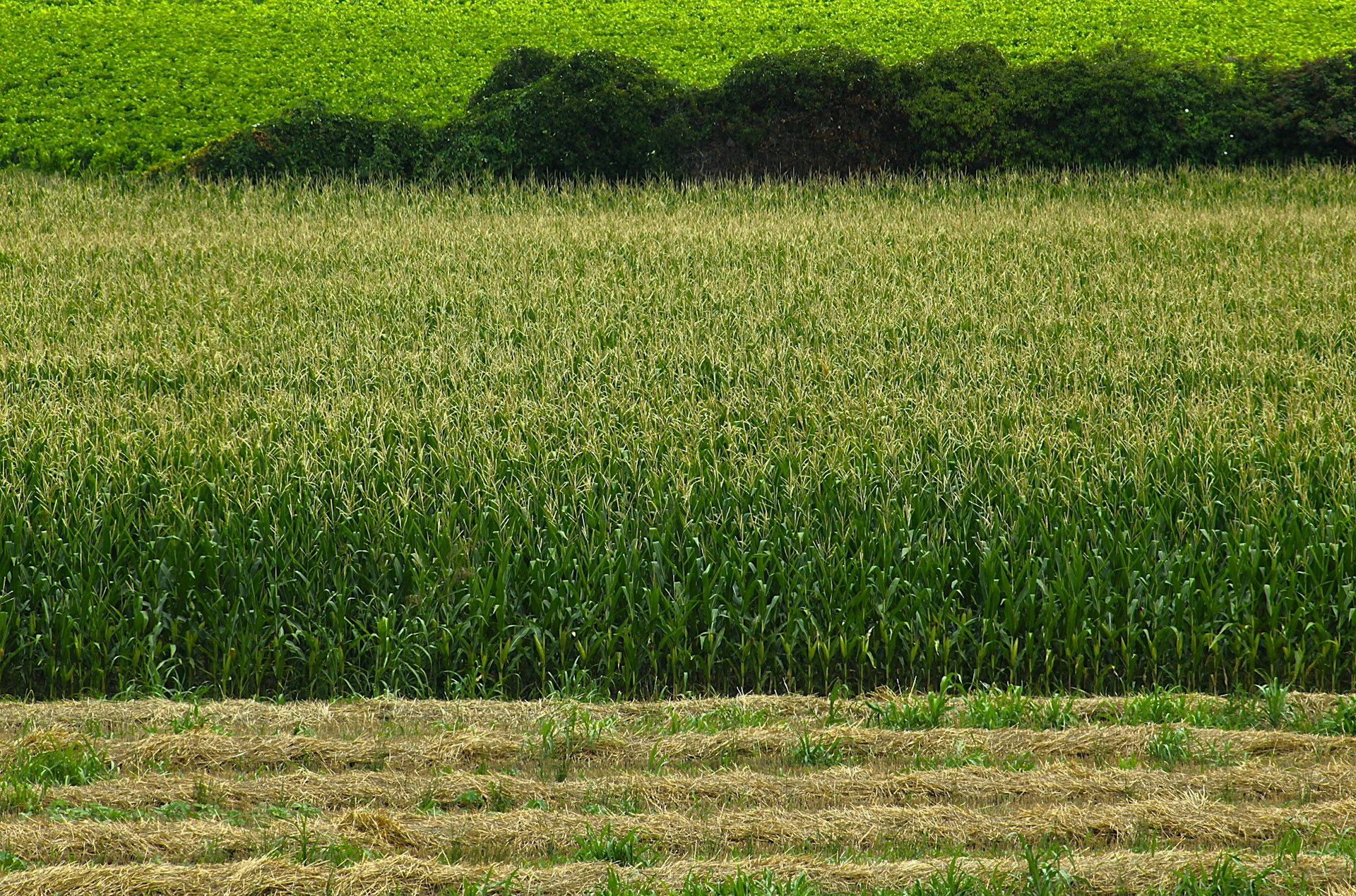 How Biotechnology is Transforming Sustainable Agriculture: Real Impacts and Practical Pathways